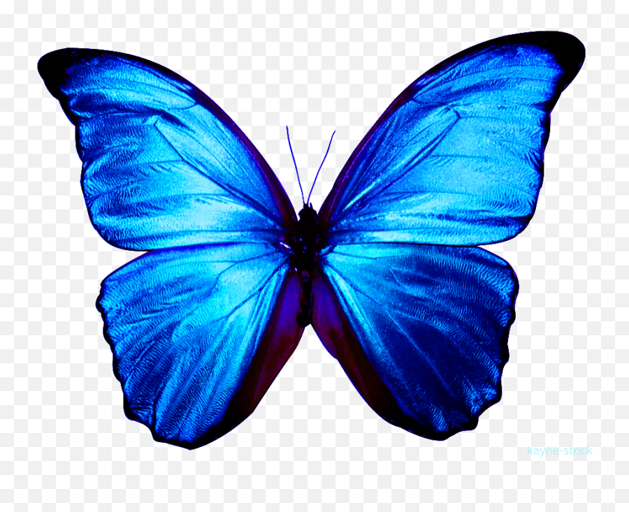 Blue Butterfly Clipart Png Download - Transparent Emoji,Blue Butterfly Png