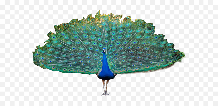 Peacock High Quality Png 11021 - Web Icons Png Emoji,Peacock Clipart Free