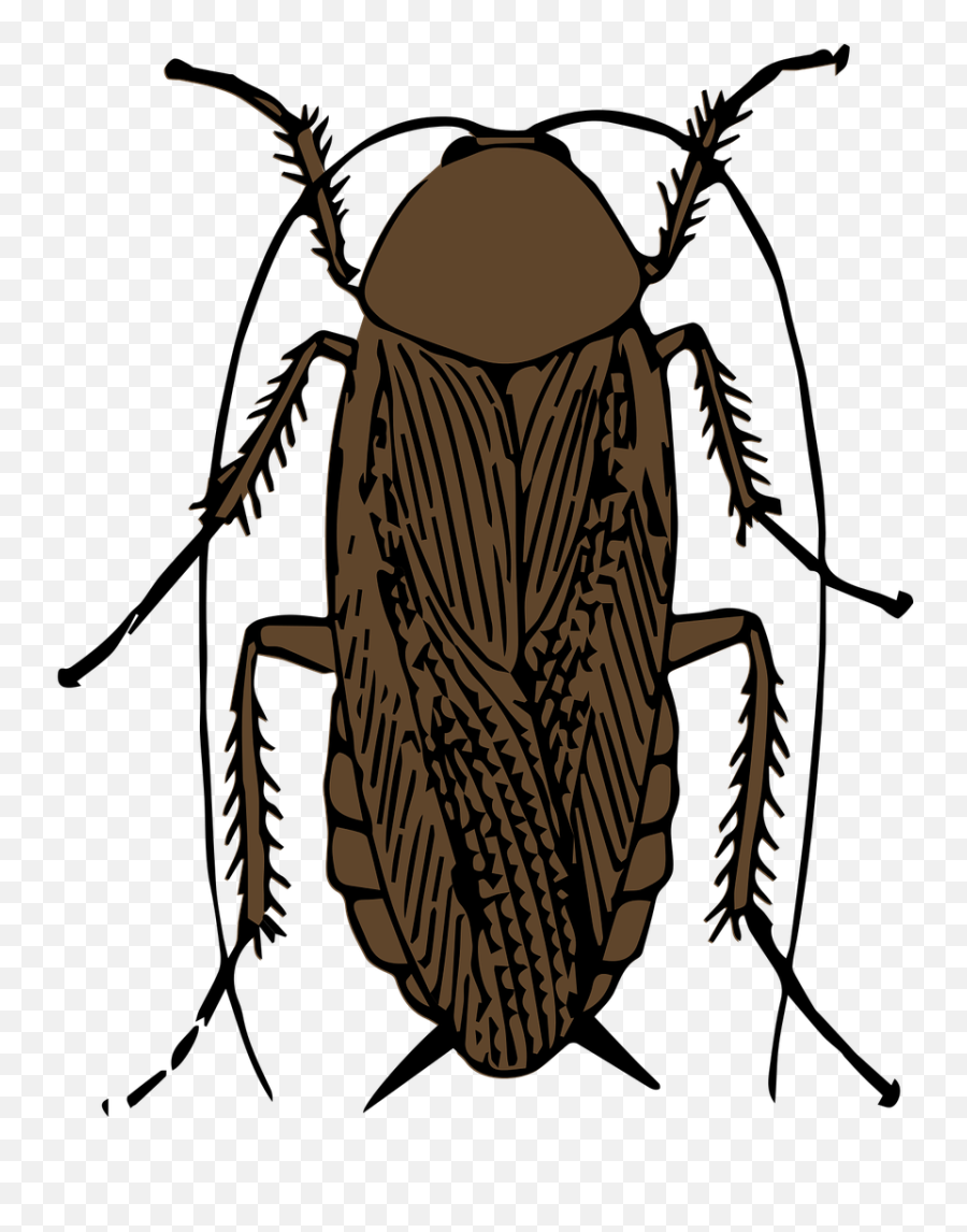 Animal Bug Cockroach - Cockroach Air Enters Through Emoji,Cockroach Png