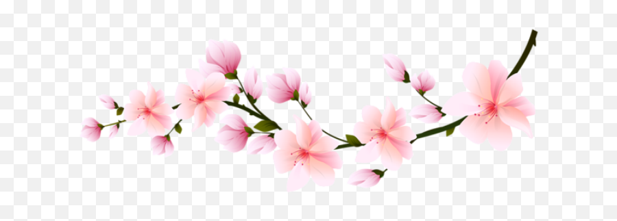 Download Flores Flor Bonita Rosa 5 Png - Cherry Blossom Transparent Overlay Emoji,Flor Png