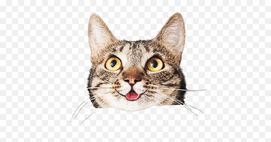 Download Cats Face Png Png Stock - Cat Holding Heart Emoji,Cat Face Png