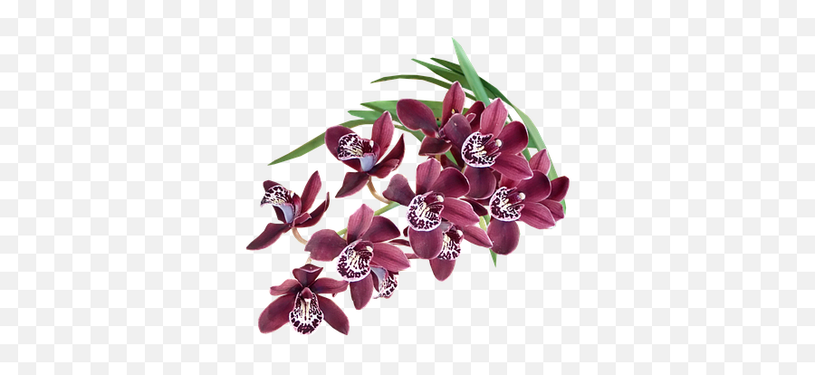 100 Free Orchid U0026 Flower Illustrations - Pixabay Flores Exoticas En Png Emoji,Orchid Clipart