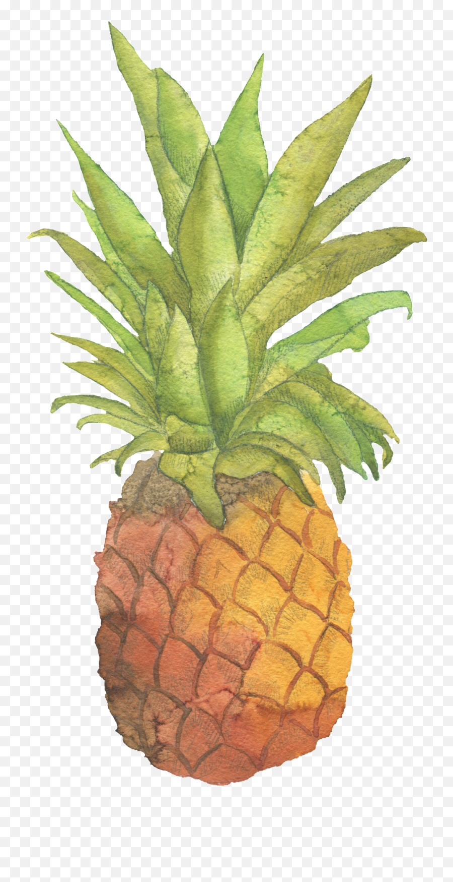 Download Fresh Pineapple Hand Painted Watercolor Transparent - Pineapple Watercolor Png Emoji,Pineapple Transparent
