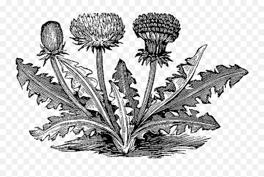 Botanical Illustration Vintage - Antique Botanical Drawings Black Emoji,Dandelion Clipart