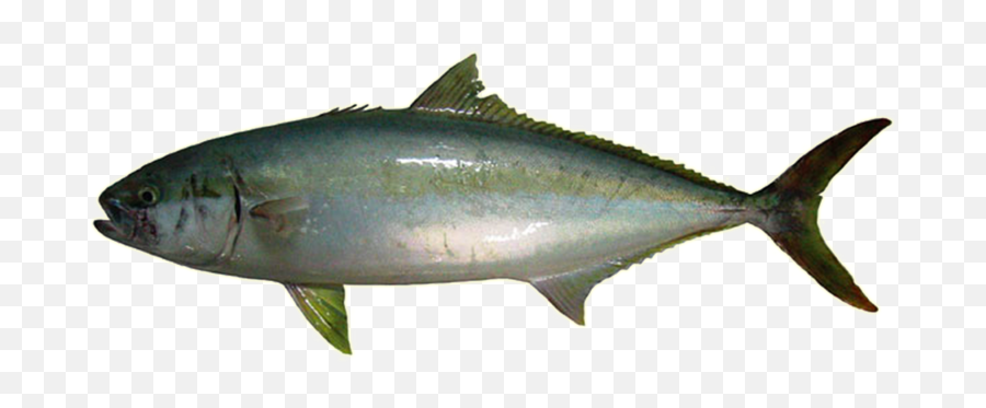Download Free Png Kingfish Png Clipart - Dlpngcom King Fish Emoji,Catfish Clipart