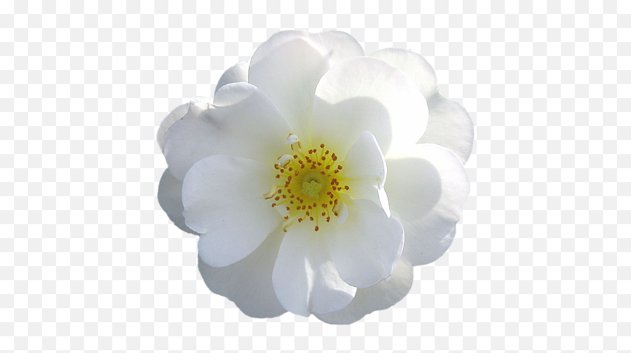 White Flower Png - Transparent Background White Flowers Png Emoji,White Flowers Png