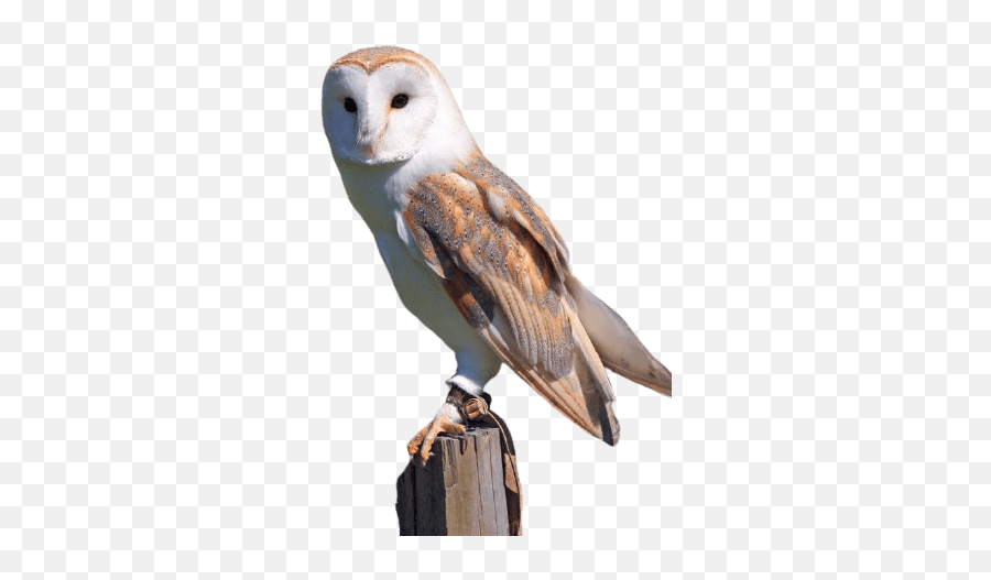 Best - Transparent Barn Owl Png Emoji,Owl Transparent Background