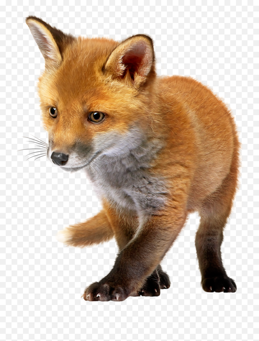 Fox Png Images Free Download Fox Clipart - Free Transparent Baby Fox Png Emoji,Fox Head Clipart