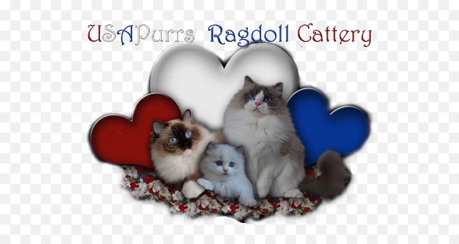 Usapurrs Ragdoll Cattery Tarpon Springs - Photo Caption Emoji,Ragdoll Logo