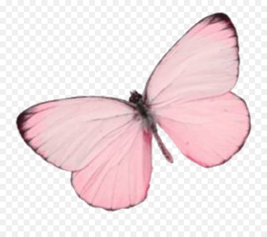 The Most Edited One - Color Picsart Emoji,Pink Butterfly Png