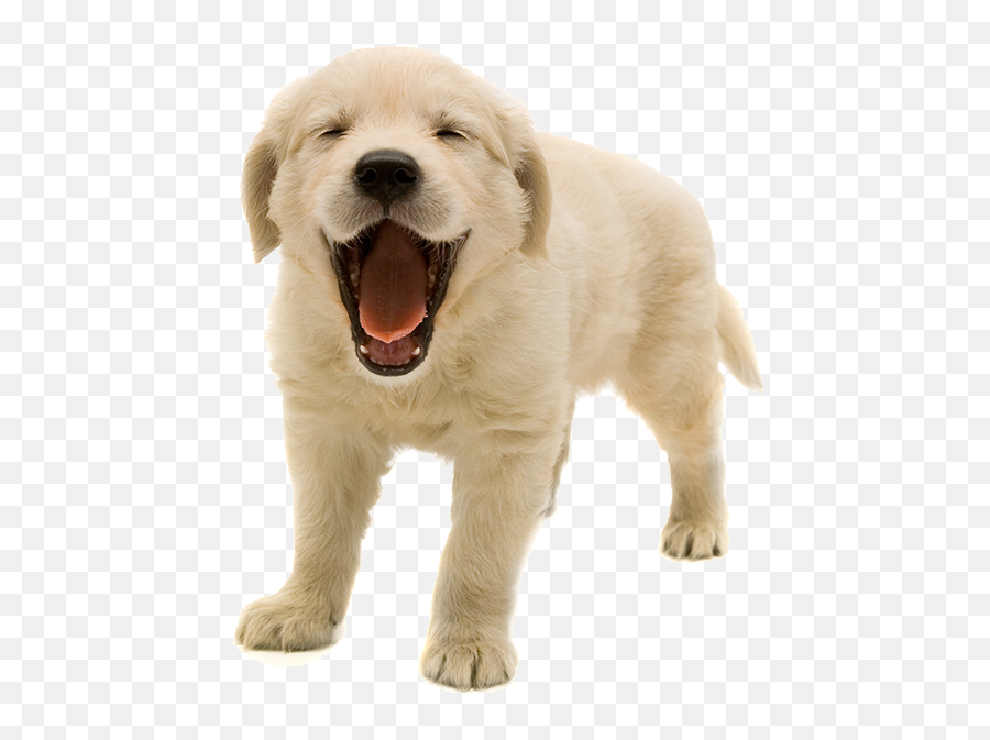 Golden Retriever Png Transparent Images - Dog Transparent Background Emoji,Dog Transparent