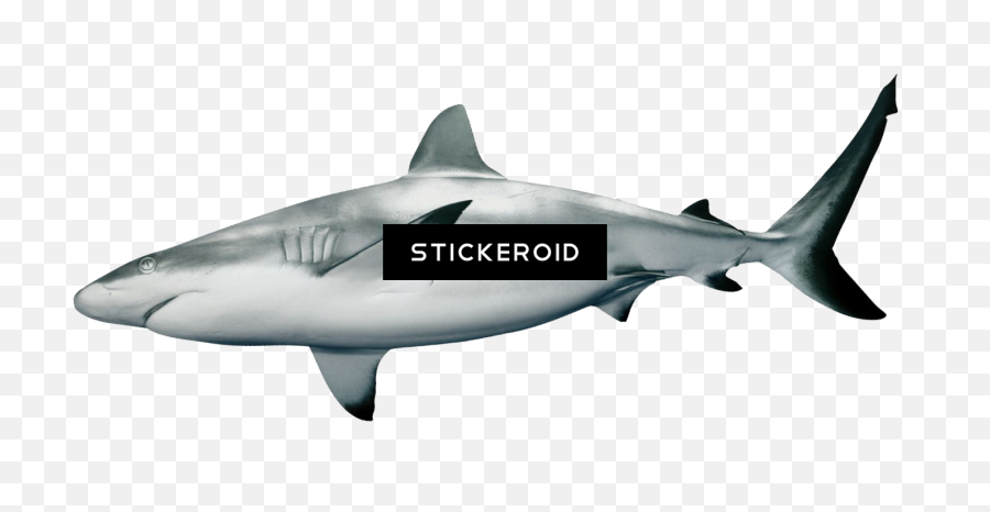 Download Shark Sharks - Transparent Blacktip Shark Png Emoji,Shark Transparent