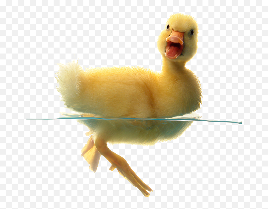 Download Duck Png Transparent Free Images - Transparent Duck Small Emoji,Duck Png