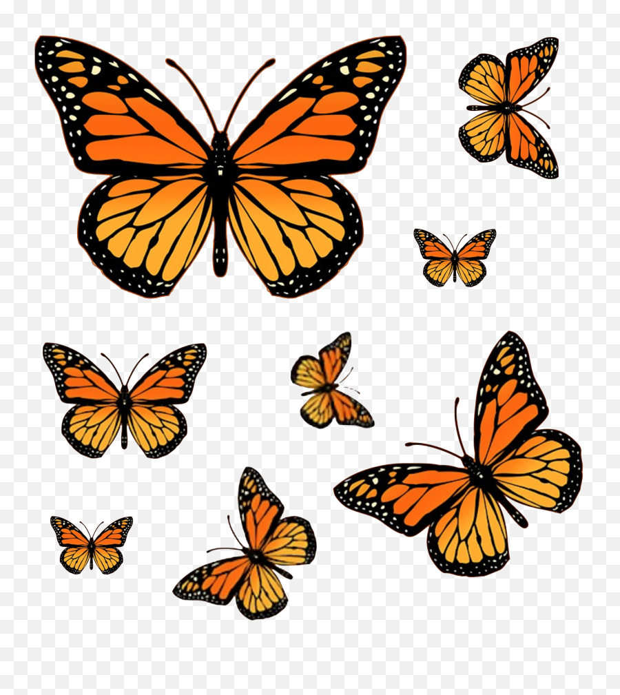 Pin On Pngu0027s Emoji,Monarch Butterfly Transparent Background