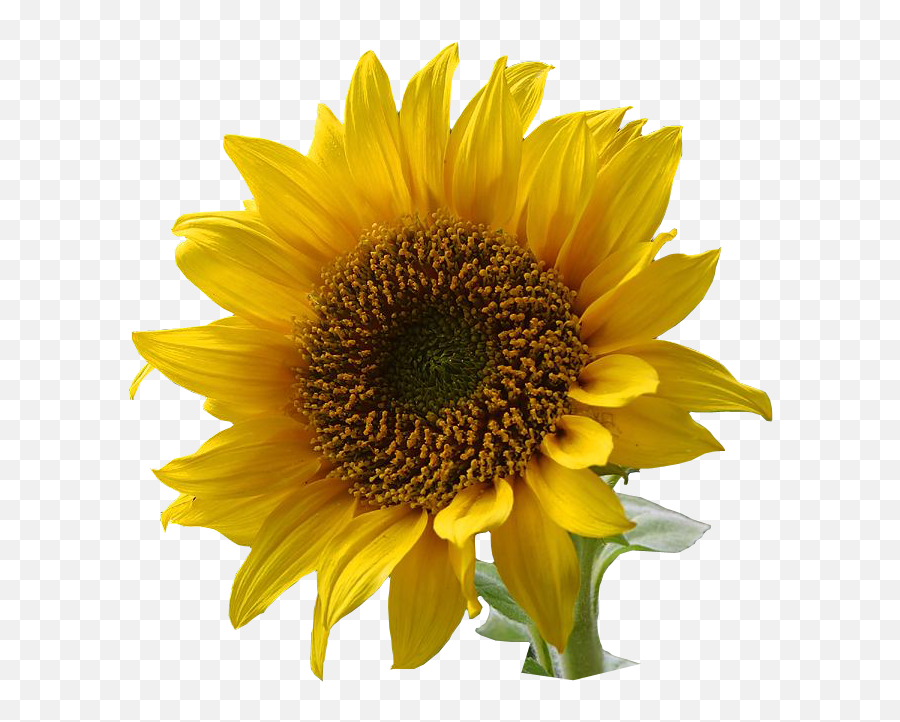 A Sunflower - Love Sun And Sunflower Clipart Emoji,Sunflower Png