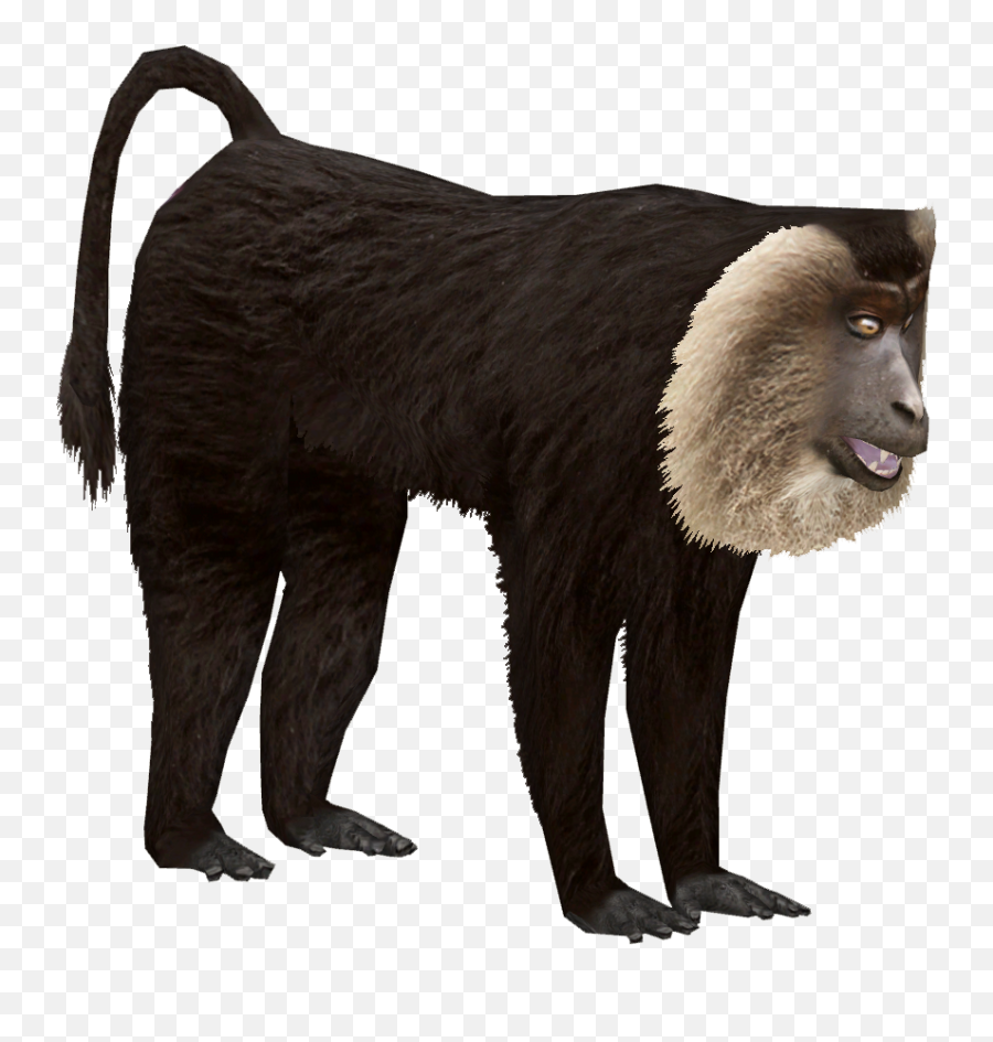 Lion - Tailed Macaque Ulquiorra Zt2 Download Library Wiki Lion Tailed Macaque Transparent Emoji,Lion Transparent Background