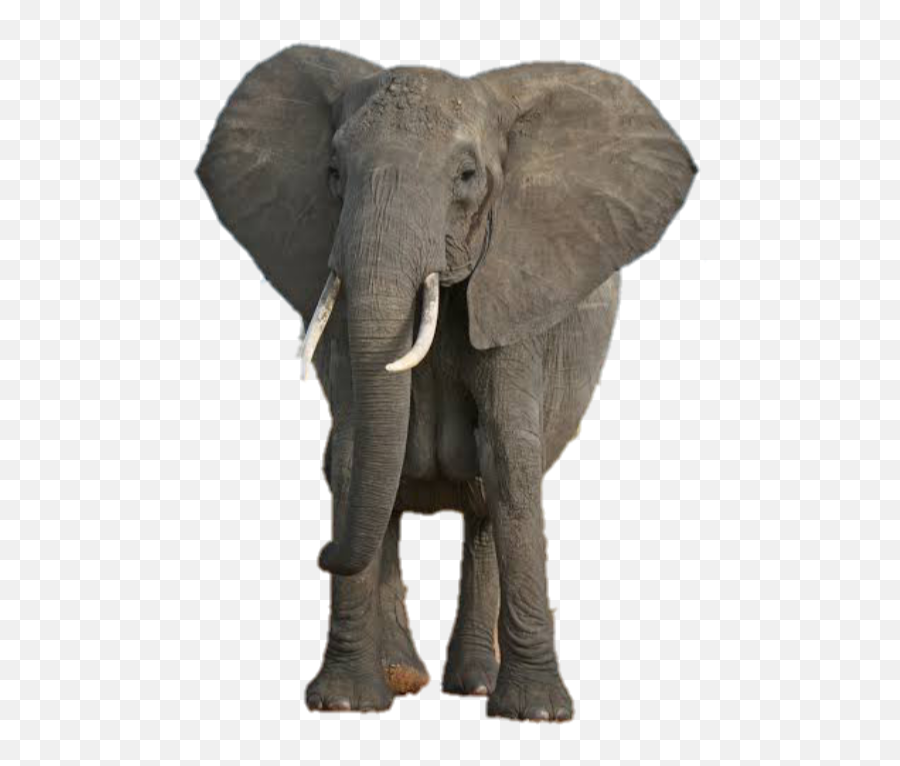 Download Elephant Png Transparent Image - African Bush Elephant Emoji,Elephant Png