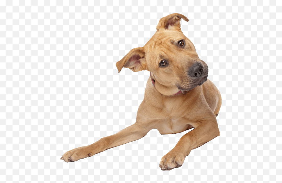 Cute - Dog Transparent Background Emoji,Dog Transparent