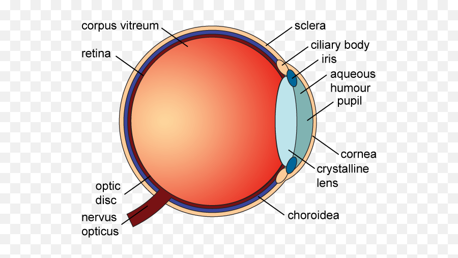 Anatomy Of The Eye - Corpus Vitreum Emoji,Eye Transparent