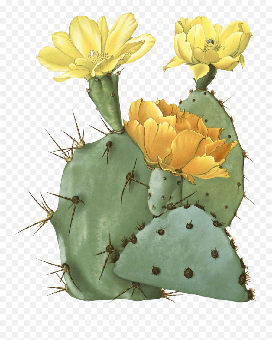 Cactus Transparent Png Cactus Free - Prickly Pear With Flower Drawing Emoji,Cactus Transparent Background