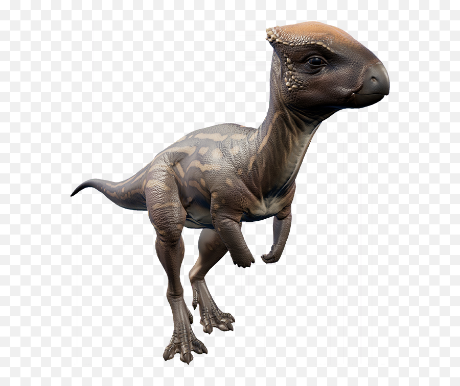 Homalocephale Jurassic World Evolution Wiki Fandom - Homalocephale Dinosaur Emoji,Evolution Png