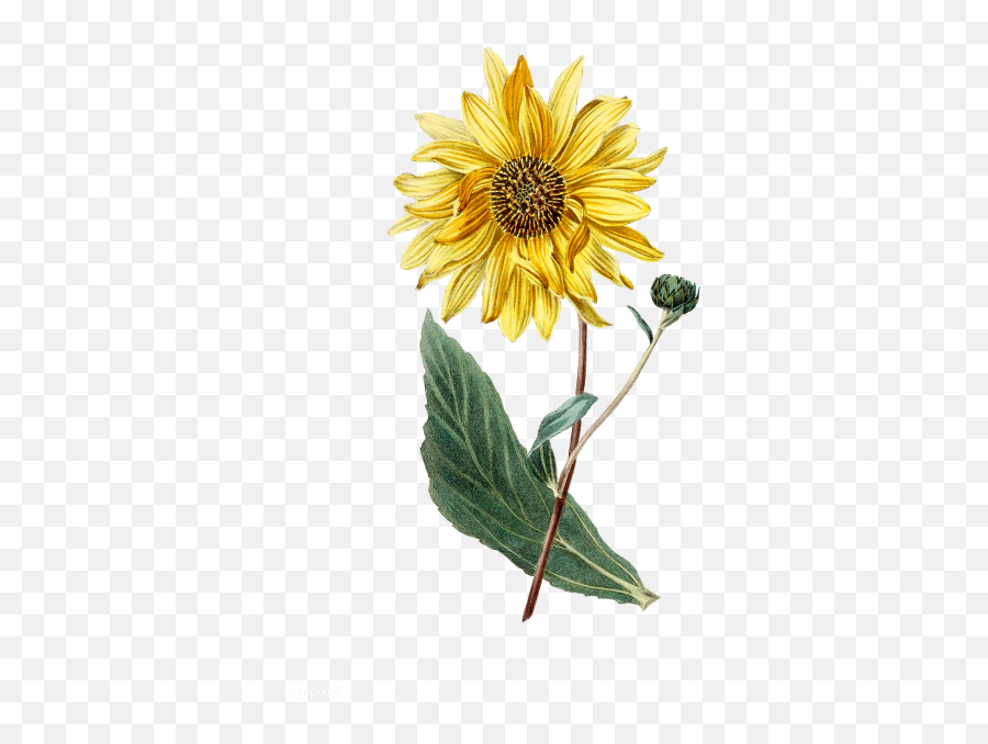 Watercolor Sunflower Png Image - Sunflower Vintage Emoji,Sunflower Png
