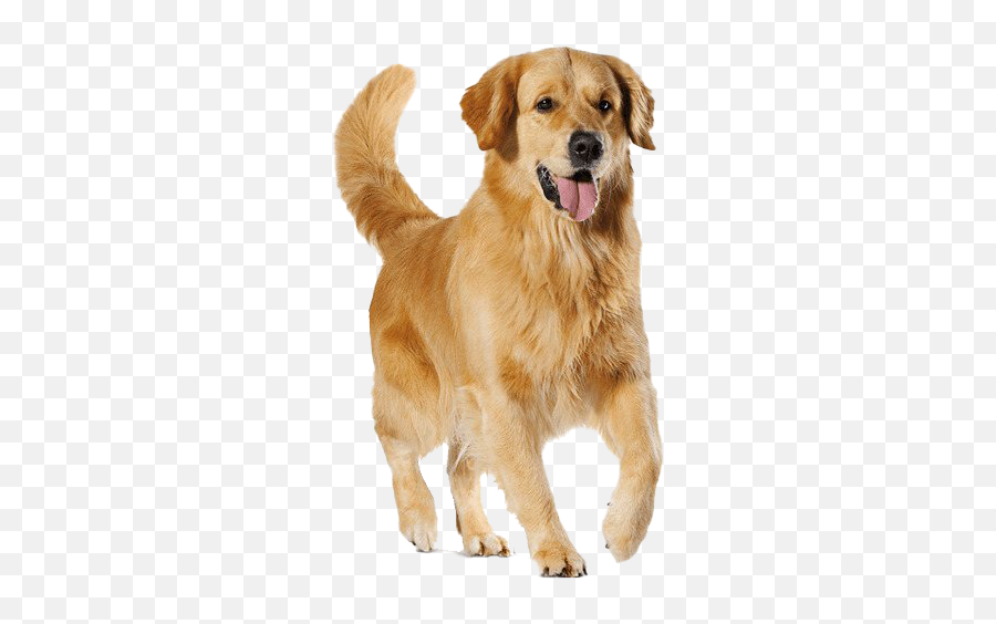 Golden Retriever Dog Transparent - Transparent Golden Retriever Png Emoji,Dog Transparent