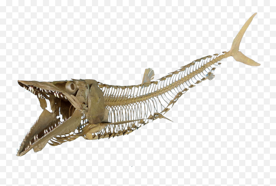 Download Cimolichthys Nepaholica - Fish Skeleton Transparent Triebold Paleontology Emoji,Skeleton Transparent