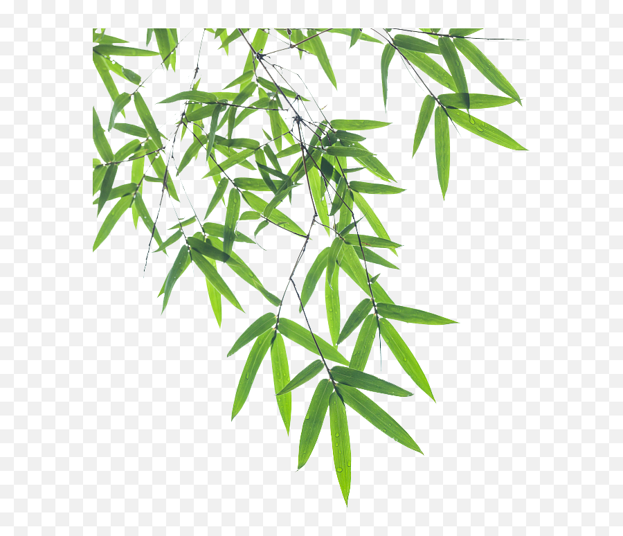Download Euclidean Bamboo Vector Leaf Pictures Free Download - Transparent Plant Vector Emoji,Bamboo Clipart
