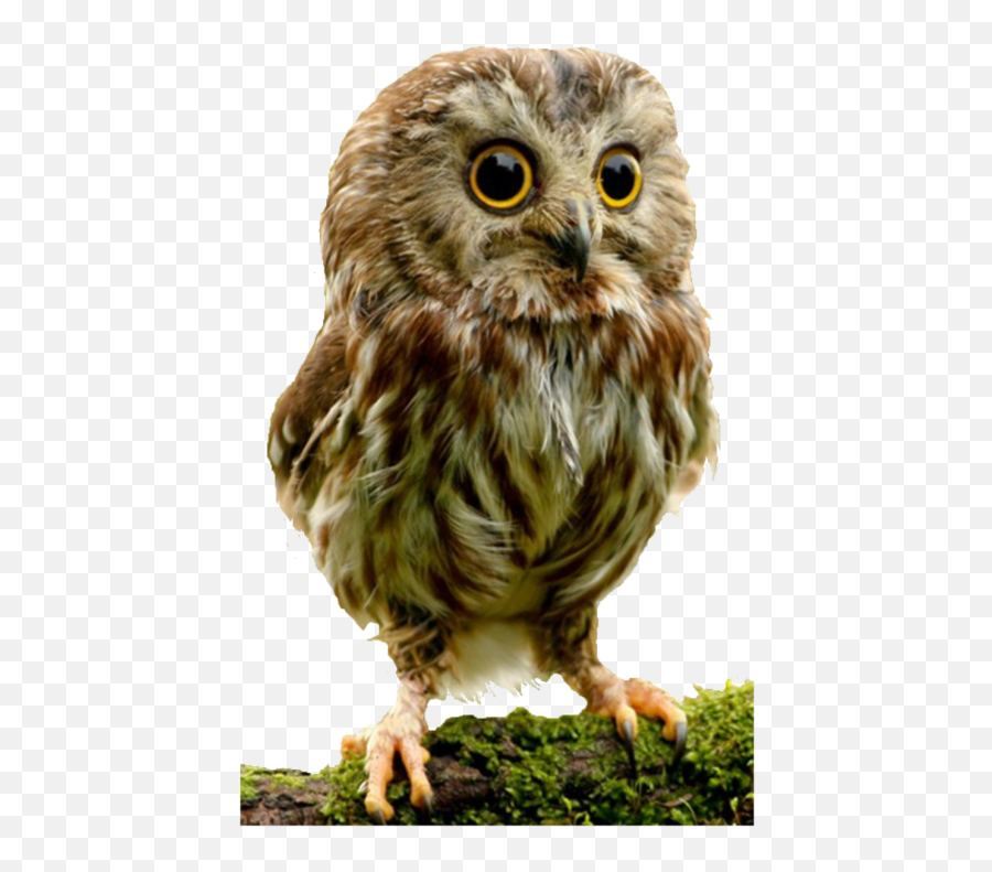 Cute Little Owl Clipart Background Free - Cute Owl Transparent Background Emoji,Owl Transparent Background