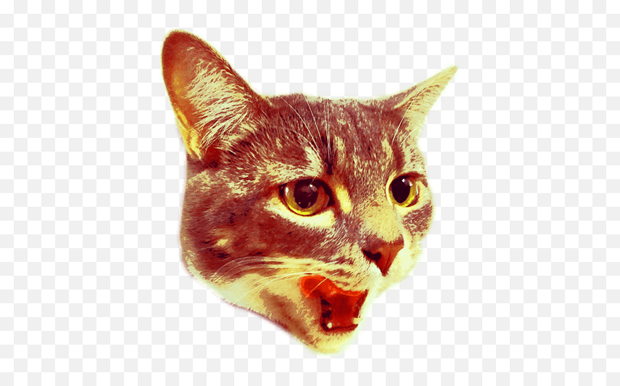 Are You 21 Or Older - Cat Shooting Lasers Png Full Size Emoji,Lasers Png