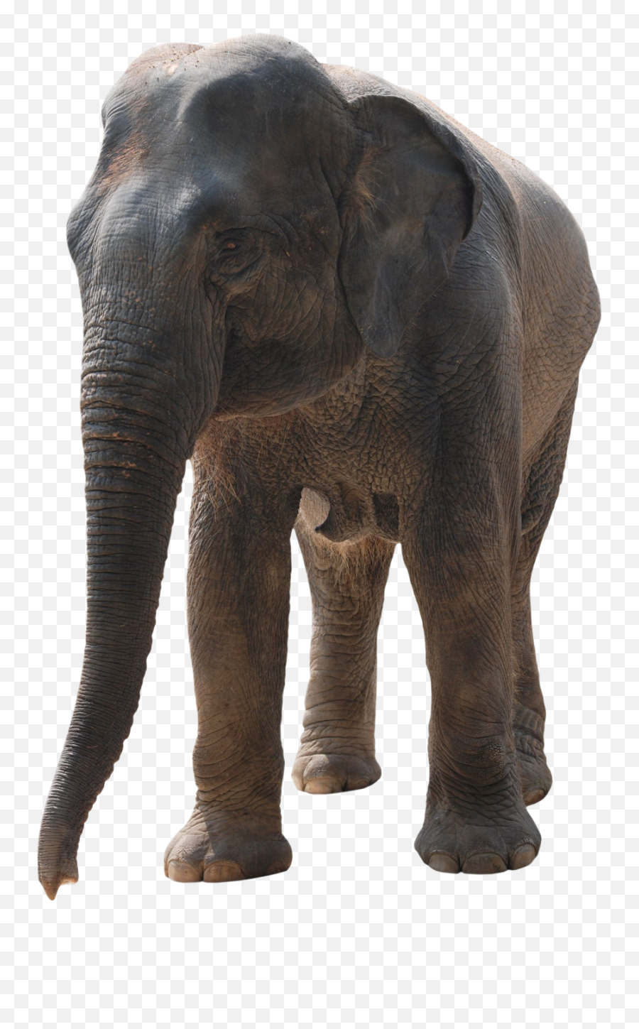 Download Hd Photoshop Elephant Png Transparent Png Image - Indian Elephant Emoji,Elephant Png