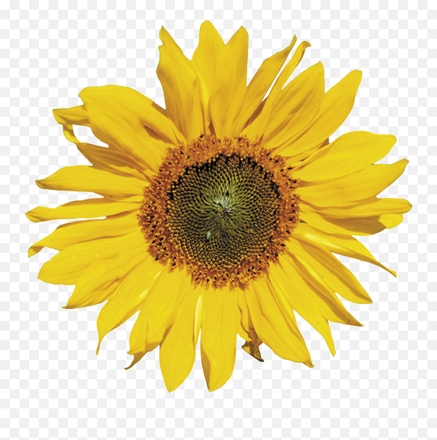 Sunflower Png - Png Background One Sunflower Emoji,Sunflower Png