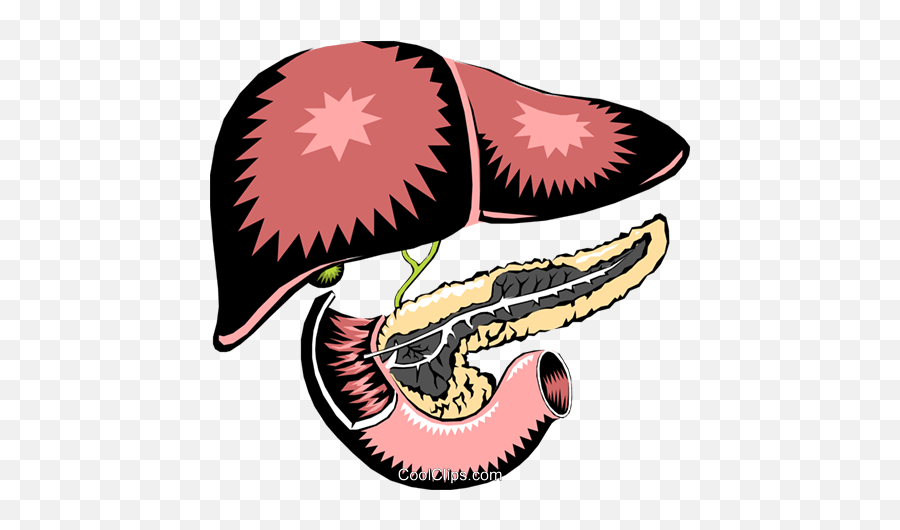 Liver Pancreas Royalty Free Vector - Urea Excretory System Emoji,Liver Clipart