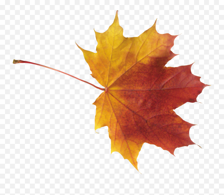 Autumn Leaf Png Image - Fall Leaf Png Emoji,Fall Leaves Png