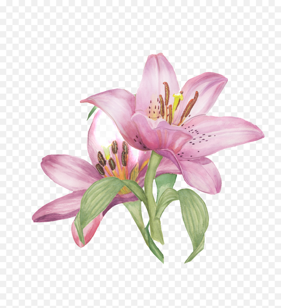 Download Hd Hand Painted Realistic Flower Watercolor Flowers - Flower Watercolor Transparent Emoji,Flowers Transparent