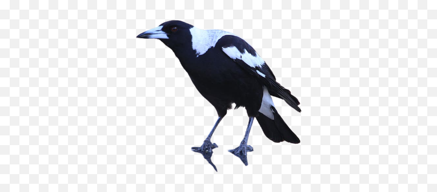 Best 59 Magpie Png Hd Transparent Background A1png Emoji,Crow Transparent Background