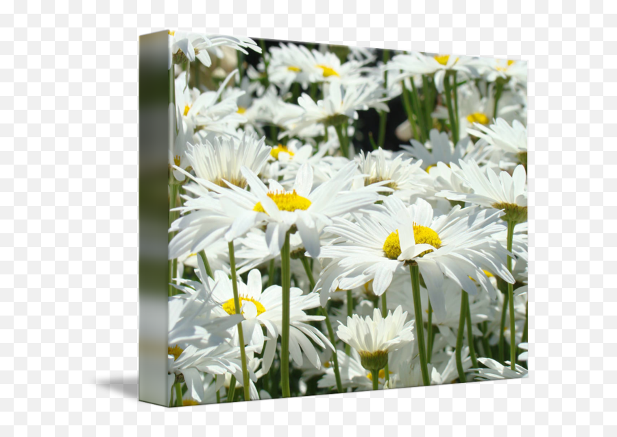 White Daisy Flowers Art Prints Summer Garden By Baslee Troutman Fine Art Prints Emoji,White Daisy Png