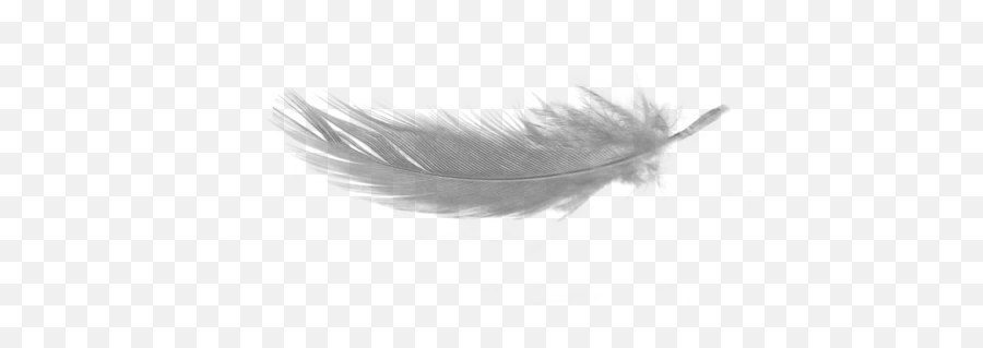 Feather Png Image Background - Feather White Background Hd Emoji,Feather Png