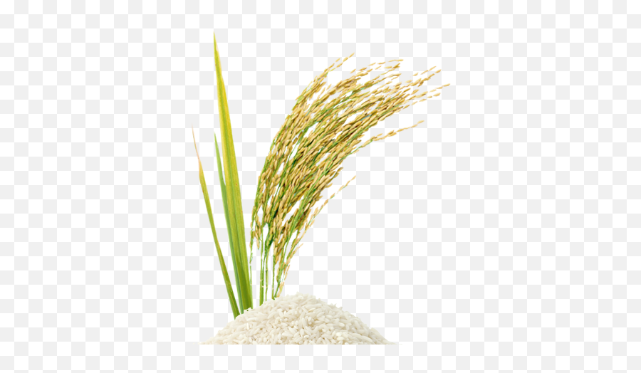 Rice Grain Vector Png Rice Stalk Png - Perfume 378x468 Rice Emoji,Grain Clipart