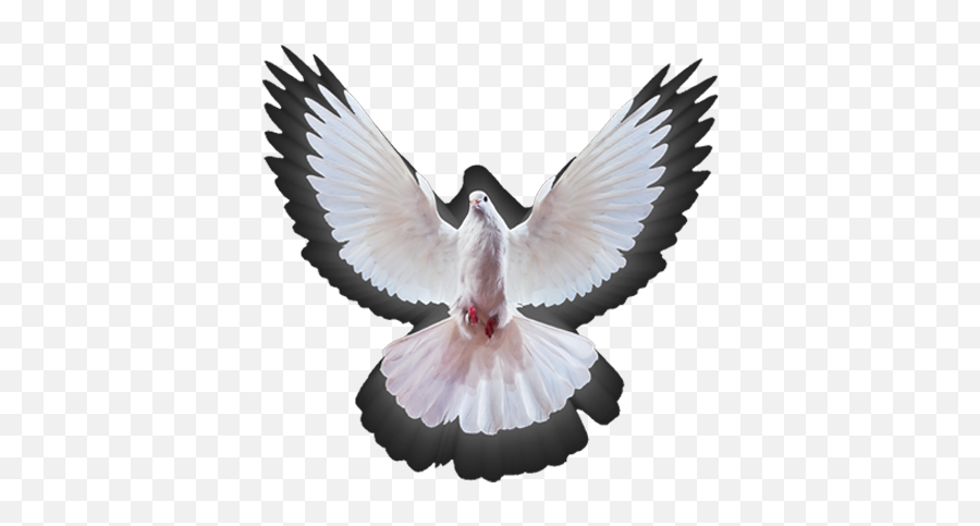 Download 00pm Empowerment Service - Rock Dove Png Image With Emoji,Peace Dove Png