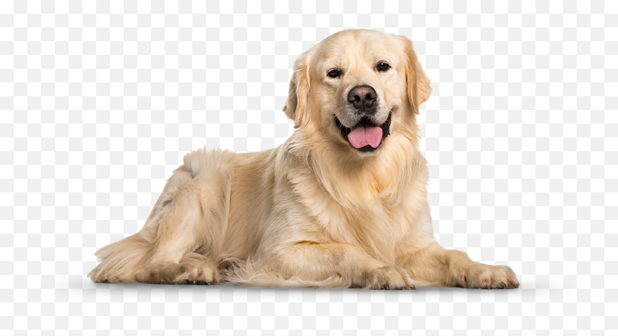 Grooming Doggy Day Care - Transparent Dog Emoji,Dog Transparent