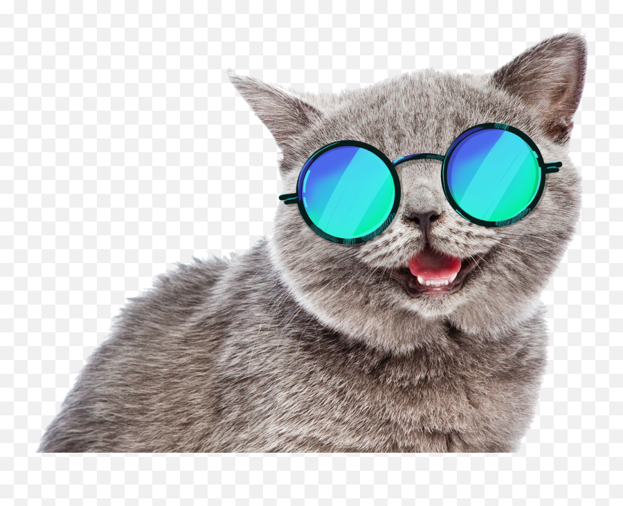 Summer Cat Meme Transparent Png - Funny Cat Png Transparent Emoji,Funny Png