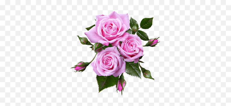 Pink Roses Transparent Background - Rose Flowers With Transparent Background Emoji,Rose Transparent Background