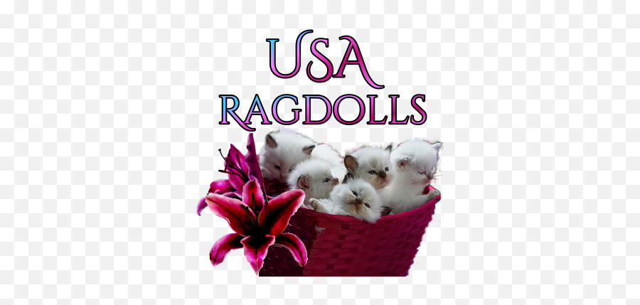 Doll Face Ragdoll Kittens For Sale Texas - Adorable Baby Ragdoll Kittens Emoji,Ragdoll Logo