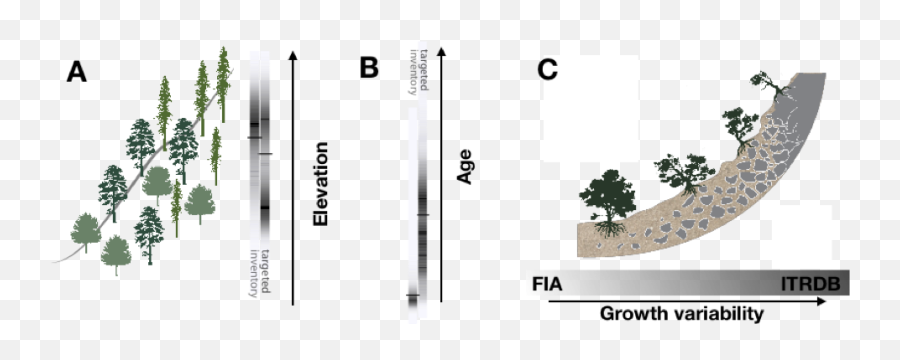 How We Sample Trees Influences Our Assessment Of Climate Emoji,Tree Elevation Png