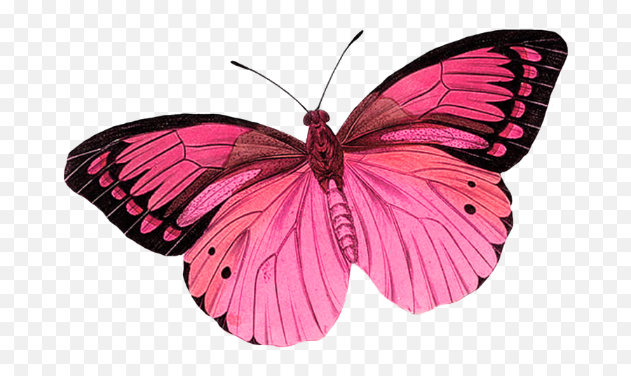 Monarch Butterfly Greta Oto Clip Art - Pink Butterfly Emoji,Butterfly Clipart Transparent Background