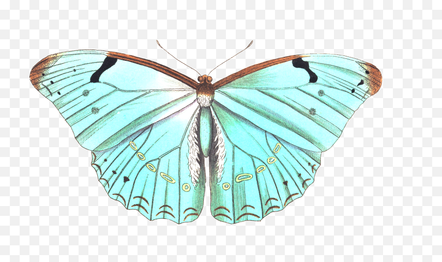 Drawing Of A Turquoise Butterfly Free Image Download Emoji,Turquoise Png