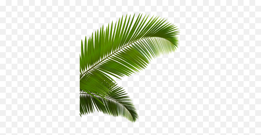 Palm Fronds Png - Picsart Tree Png Emoji,Palm Leaves Png