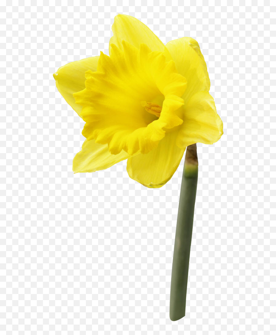 Daffodil Flower Png High - Quality Image Png Arts High Resolution Image Of A Daffodil Flower Emoji,Daffodil Clipart